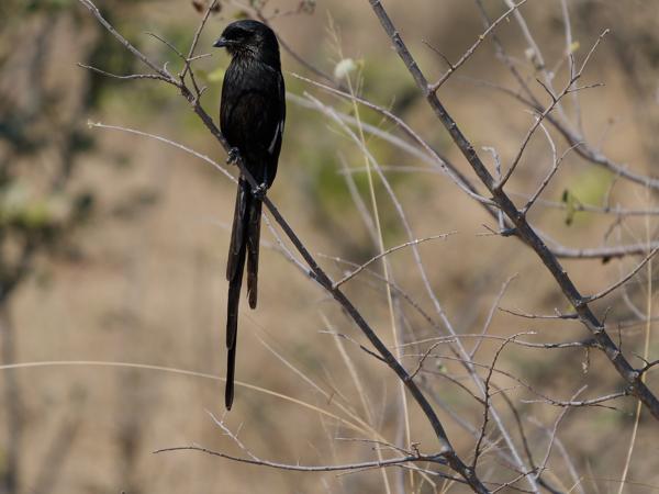 <h3>Urolestes melanoleucus / Magpie shrike / Eksterklauwier</h3>OM-1 Mark II with OLYMPUS M.150-400mm F4.5 TC, 1/2000 sec at F5.6, ISO 500, distance 14.3 m